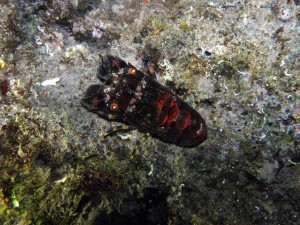 Tauchen auf der Insel Krk Styria Guenis Diving Center Krk, DIE Tauchbasis auf der Insel Krk, die Beste Adresse zum Tauchen in Kroatien