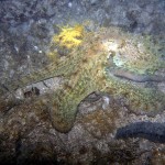 Tauchen auf der Insel Krk Styria Guenis Diving Center Krk, DIE Tauchbasis auf der Insel Krk, die Beste Adresse zum Tauchen in Kroatien