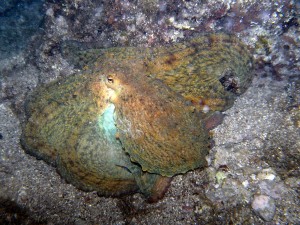 Tauchen auf der Insel Krk Styria Guenis Diving Center Krk, DIE Tauchbasis auf der Insel Krk, die Beste Adresse zum Tauchen in Kroatien