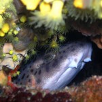 Tauchen auf der Insel Krk Styria Guenis Diving Center Krk, DIE Tauchbasis auf der Insel Krk, die Beste Adresse zum Tauchen in Kroatien