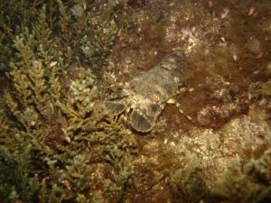 Tauchen auf der Insel Krk Styria Guenis Diving Center Krk, DIE Tauchbasis auf der Insel Krk, die Beste Adresse zum Tauchen in Kroatien
