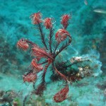 Tauchen auf der Insel Krk Styria Guenis Diving Center Krk, DIE Tauchbasis auf der Insel Krk, die Beste Adresse zum Tauchen in Kroatien