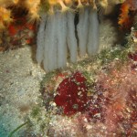 Tauchen auf der Insel Krk Styria Guenis Diving Center Krk, DIE Tauchbasis auf der Insel Krk, die Beste Adresse zum Tauchen in Kroatien