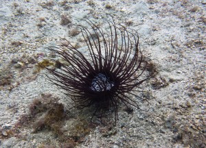 Tauchen auf der Insel Krk Styria Guenis Diving Center Krk, DIE Tauchbasis auf der Insel Krk, die Beste Adresse zum Tauchen in Kroatien