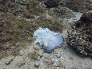 Tauchen auf der Insel Krk Styria Guenis Diving Center Krk, DIE Tauchbasis auf der Insel Krk, die Beste Adresse zum Tauchen in Kroatien