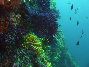 Tauchen auf der Insel Krk Styria Guenis Diving Center Krk, DIE Tauchbasis auf der Insel Krk, die Beste Adresse zum Tauchen in Kroatien