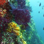 Tauchen auf der Insel Krk Styria Guenis Diving Center Krk, DIE Tauchbasis auf der Insel Krk, die Beste Adresse zum Tauchen in Kroatien
