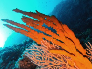 Tauchen auf der Insel Krk Styria Guenis Diving Center Krk, DIE Tauchbasis auf der Insel Krk, die Beste Adresse zum Tauchen in Kroatien