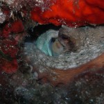 Tauchen auf der Insel Krk Styria Guenis Diving Center Krk, DIE Tauchbasis auf der Insel Krk, die Beste Adresse zum Tauchen in Kroatien