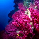 Tauchen auf der Insel Krk Styria Guenis Diving Center Krk, DIE Tauchbasis auf der Insel Krk, die Beste Adresse zum Tauchen in Kroatien