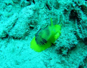 Tauchen auf der Insel Krk Styria Guenis Diving Center Krk, DIE Tauchbasis auf der Insel Krk, die Beste Adresse zum Tauchen in Kroatien
