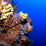 Tauchen auf der Insel Krk Styria Guenis Diving Center Krk, DIE Tauchbasis auf der Insel Krk, die Beste Adresse zum Tauchen in Kroatien
