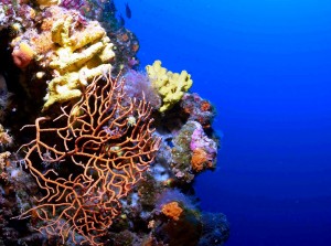 Tauchen auf der Insel Krk Styria Guenis Diving Center Krk, DIE Tauchbasis auf der Insel Krk, die Beste Adresse zum Tauchen in Kroatien