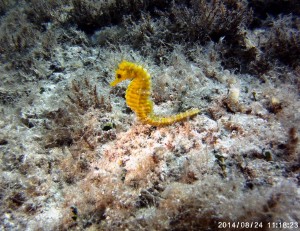 Tauchen auf der Insel Krk Styria Guenis Diving Center Krk, DIE Tauchbasis auf der Insel Krk, die Beste Adresse zum Tauchen in Kroatien
