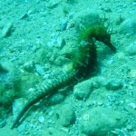 Styria Guenis Diving Center Krk