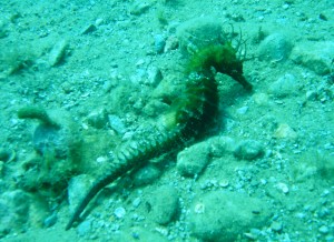 Tauchen auf der Insel Krk Styria Guenis Diving Center Krk, DIE Tauchbasis auf der Insel Krk, die Beste Adresse zum Tauchen in Kroatien