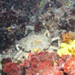 Tauchen auf der Insel Krk Styria Guenis Diving Center Krk, DIE Tauchbasis auf der Insel Krk, die Beste Adresse zum Tauchen in Kroatien