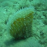 Tauchen auf der Insel Krk Styria Guenis Diving Center Krk, DIE Tauchbasis auf der Insel Krk, die Beste Adresse zum Tauchen in Kroatien