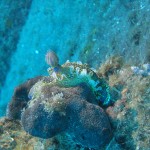 Tauchen auf der Insel Krk Styria Guenis Diving Center Krk, DIE Tauchbasis auf der Insel Krk, die Beste Adresse zum Tauchen in Kroatien