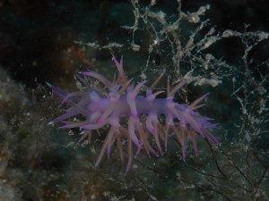 Tauchen auf der Insel Krk Styria Guenis Diving Center Krk, DIE Tauchbasis auf der Insel Krk, die Beste Adresse zum Tauchen in Kroatien