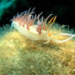 Tauchen auf der Insel Krk Styria Guenis Diving Center Krk, DIE Tauchbasis auf der Insel Krk, die Beste Adresse zum Tauchen in Kroatien