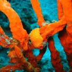 Tauchen auf der Insel Krk Styria Guenis Diving Center Krk, DIE Tauchbasis auf der Insel Krk, die Beste Adresse zum Tauchen in Kroatien