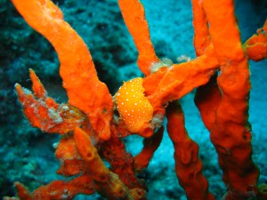 Tauchen auf der Insel Krk Styria Guenis Diving Center Krk, DIE Tauchbasis auf der Insel Krk, die Beste Adresse zum Tauchen in Kroatien