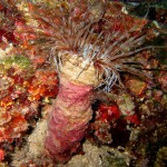 Tauchen auf der Insel Krk Styria Guenis Diving Center Krk, DIE Tauchbasis auf der Insel Krk, die Beste Adresse zum Tauchen in Kroatien