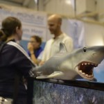 Tauchen auf der Insel Krk Styria Guenis Diving Center Krk, DIE Tauchbasis auf der Insel Krk, die Beste Adresse zum Tauchen in Kroatien