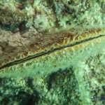 Tauchen auf der Insel Krk Styria Guenis Diving Center Krk, DIE Tauchbasis auf der Insel Krk, die Beste Adresse zum Tauchen in Kroatien