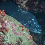Tauchen auf der Insel Krk Styria Guenis Diving Center Krk, DIE Tauchbasis auf der Insel Krk, die Beste Adresse zum Tauchen in Kroatien
