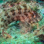 Tauchen auf der Insel Krk Styria Guenis Diving Center Krk, DIE Tauchbasis auf der Insel Krk, die Beste Adresse zum Tauchen in Kroatien