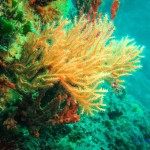 Tauchen auf der Insel Krk Styria Guenis Diving Center Krk, DIE Tauchbasis auf der Insel Krk, die Beste Adresse zum Tauchen in Kroatien