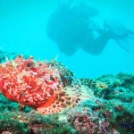 Tauchen auf der Insel Krk Styria Guenis Diving Center Krk, DIE Tauchbasis auf der Insel Krk, die Beste Adresse zum Tauchen in Kroatien