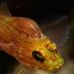 Styria Guenis Diving Center Krk