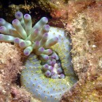 Styria Guenis Diving Center Krk