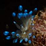 Styria Guenis Diving Center Krk