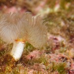 Styria Guenis Diving Center Krk