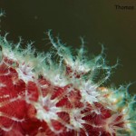 Styria Guenis Diving Center Krk