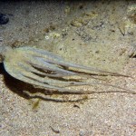 Styria Guenis Diving Center Krk