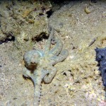 Tauchen auf der Insel Krk Styria Guenis Diving Center Krk, DIE Tauchbasis auf der Insel Krk, die Beste Adresse zum Tauchen in Kroatien