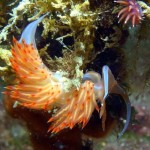 Styria Guenis Diving Center Krk