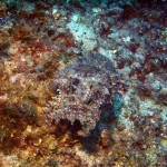Styria Guenis Diving Center Krk