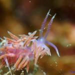 Styria Guenis Diving Center Krk