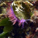 Tauchen auf der Insel Krk Styria Guenis Diving Center Krk, DIE Tauchbasis auf der Insel Krk, die Beste Adresse zum Tauchen in Kroatien