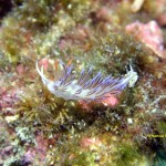 Tauchen auf der Insel Krk Styria Guenis Diving Center Krk, DIE Tauchbasis auf der Insel Krk, die Beste Adresse zum Tauchen in Kroatien
