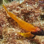 Styria Guenis Diving Center Krk