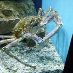 Styria Guenis Diving Center Krk