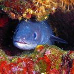 Conger conger, Tauchen auf der Insel Kr Styria Guenis Diving Center Krk