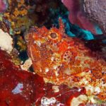 Styria Guenis Diving Center Krk